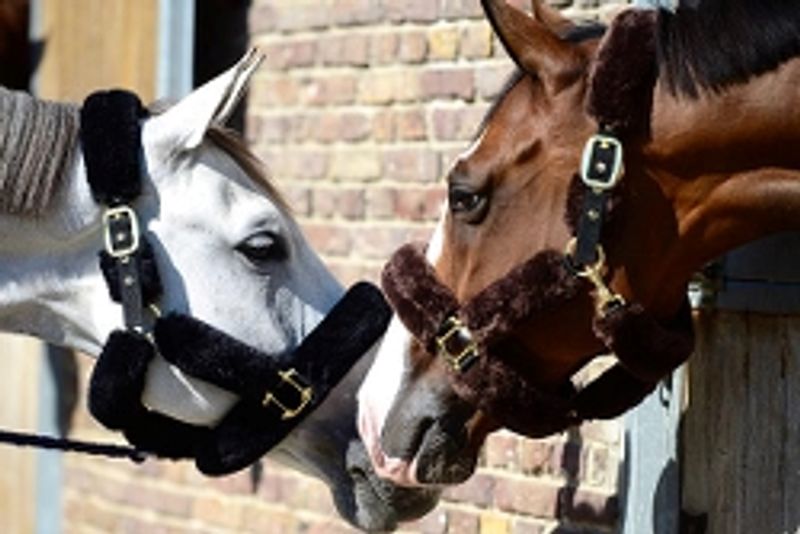 Kentucky Saueskinngrime