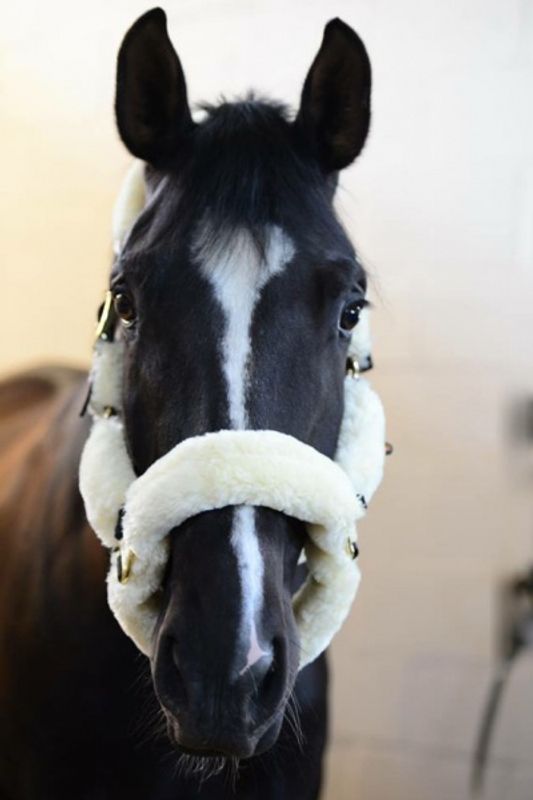 Kentucky Saueskinngrime