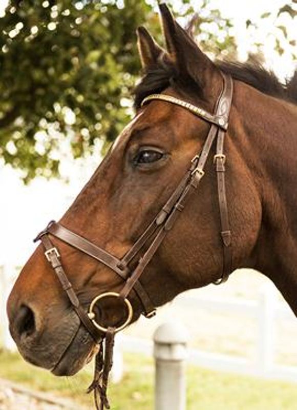 Mountain Horse Gladstone Hodelag