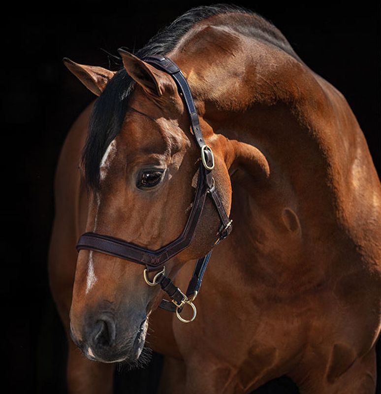 Horseware Rambo Micklem Headcollar 