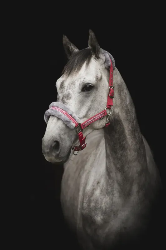 Horse Unique Grime m/pus